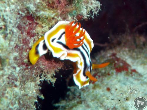 Chromodoris magnifica from Malaysia