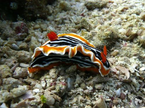 Chromodoris magnifica from Malaysia