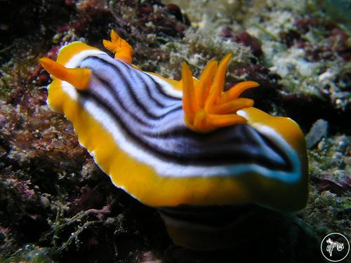 Chromodoris magnifica from Taiwan