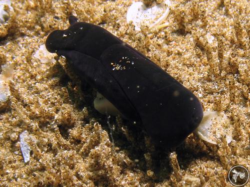 Melanochlamys cylindrica from New Zealand