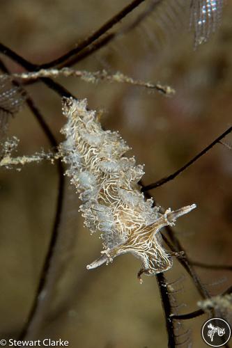 Lomanotus vermiformis from Fujairah, United Arab Emirates