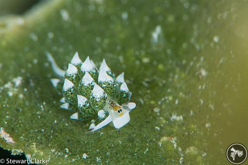 Costasiella sp. from United Arab Emirates