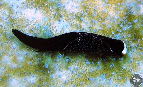 Chelidonura inornata from Vanuatu