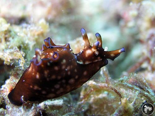 Aplysia parvula from Taiwan