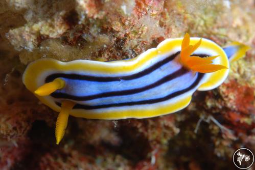 Chromodoris elisabethina from Philippines